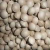 星源種業(yè)-銀杏種子，香樟種子，紫薇種子熱銷品種