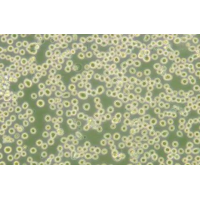 pMUTIN4-GFP智立中特生物質粒購買