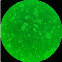 15P-1小鼠睪丸上皮細(xì)胞zlzt生物細(xì)胞庫(kù)